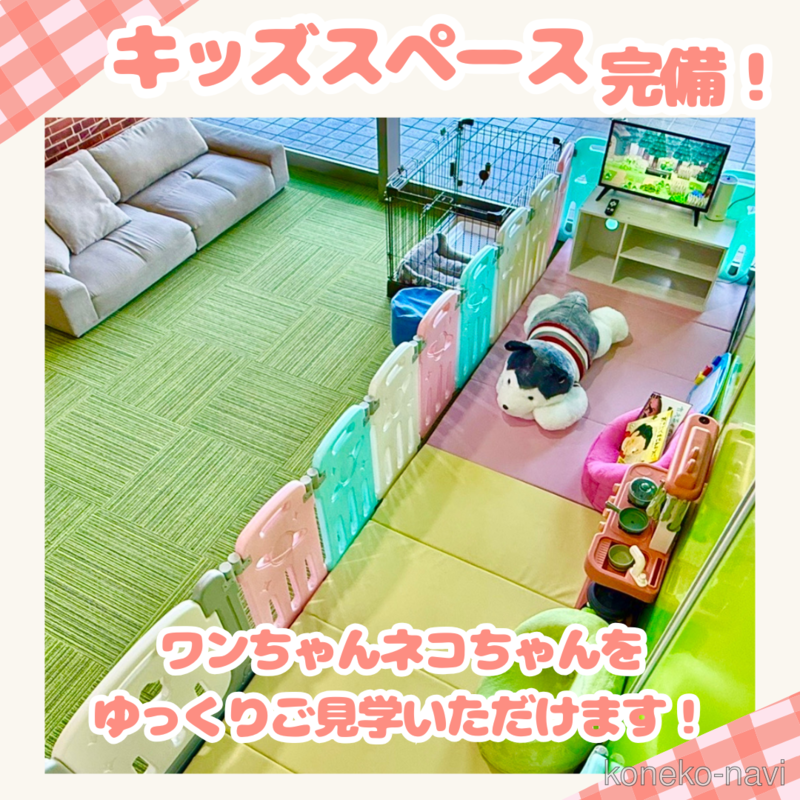 成約済の千葉県のノルウェージャンフォレストキャット-122976の3枚目